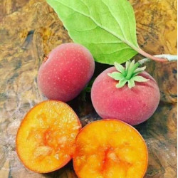  Dovyalis Caffra-комнатный абрикос
