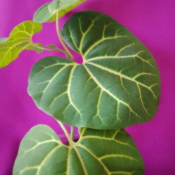 Аристолохия leuconeura 