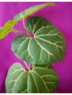 Аристолохия leuconeura 