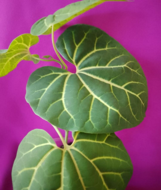 Аристолохия leuconeura 