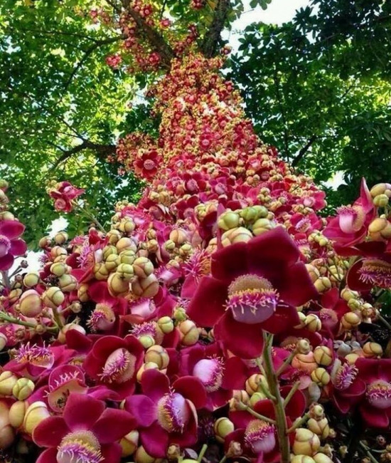 couroupita guianensis