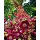 couroupita guianensis