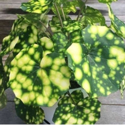 Farfugium jарoniсum Аureоmаculatum