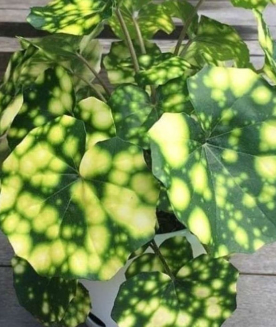 Farfugium jарoniсum Аureоmаculatum