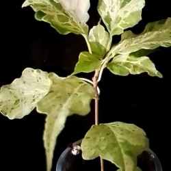 Bougainvillea Mahara Magic Double Red Variegata