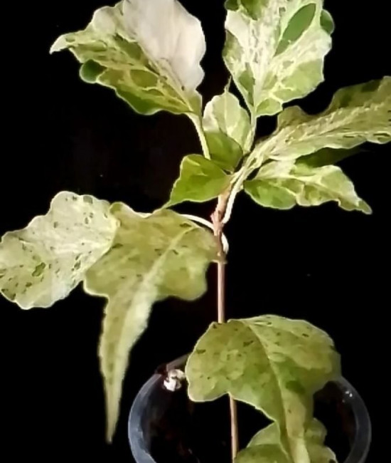Bougainvillea Mahara Magic Double Red Variegata