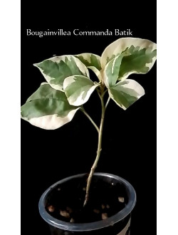 Bougainvillea Commanda Batik