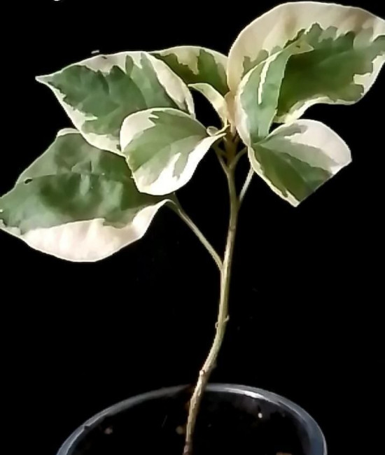Bougainvillea Commanda Batik