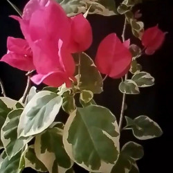 Bougainvillea Bengal red