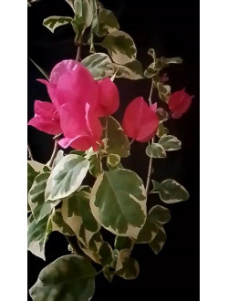 Bougainvillea Bengal red