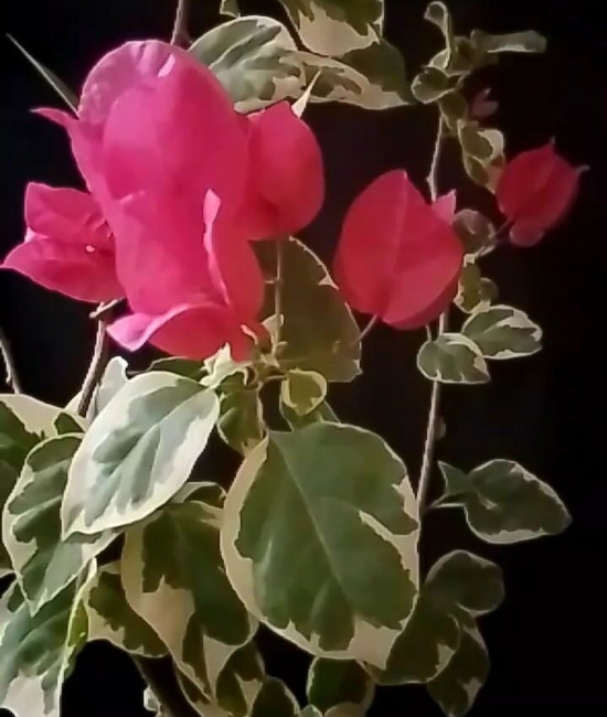 Bougainvillea Bengal red