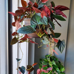Сингониум erythrophyllum