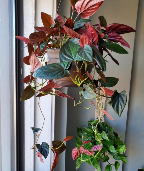 Сингониум erythrophyllum