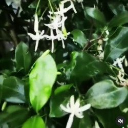 Jasmin Didumum -жасмин дидумум