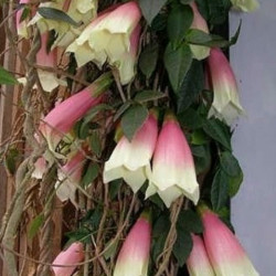 Tecomanthe montana