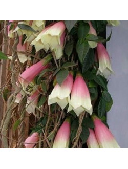 Tecomanthe montana