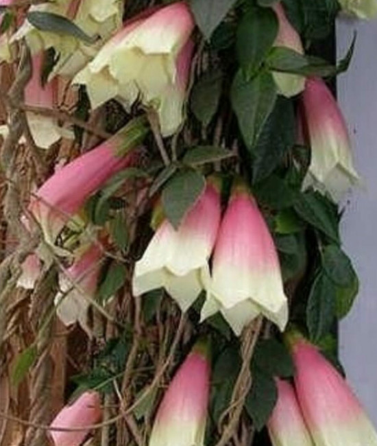 Tecomanthe montana