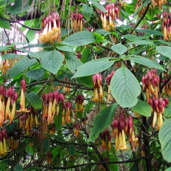 Luculia Double