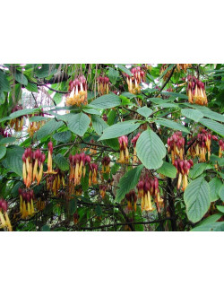 Luculia Double