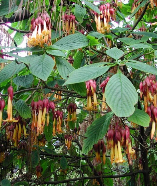 Deppea splendens 