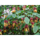 Deppea splendens 