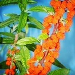 Debregeasia edulis