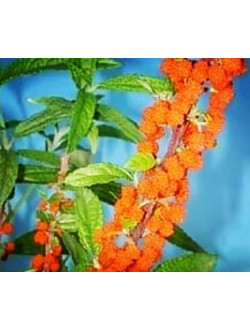 Debregeasia edulis