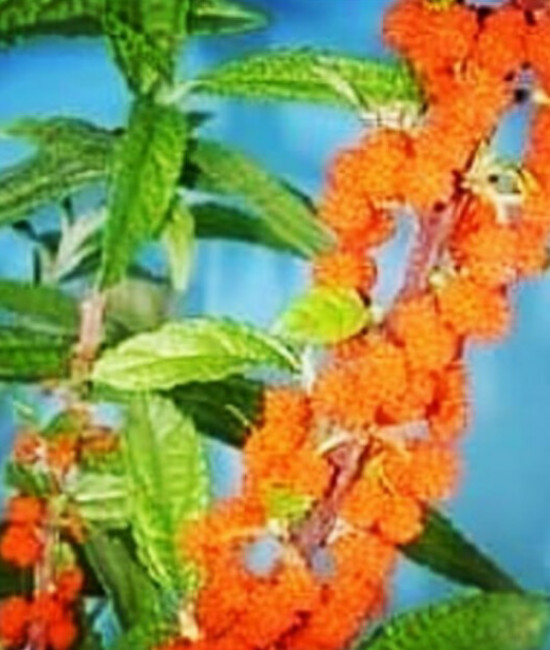 Debregeasia edulis