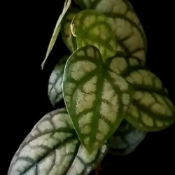 Piper Croceum Frost Bite