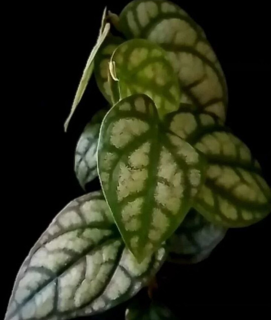 Piper Croceum Frost Bite