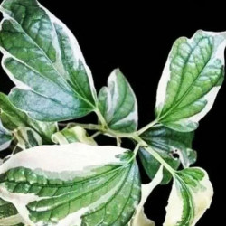 Piper sarmentosum albomarginata