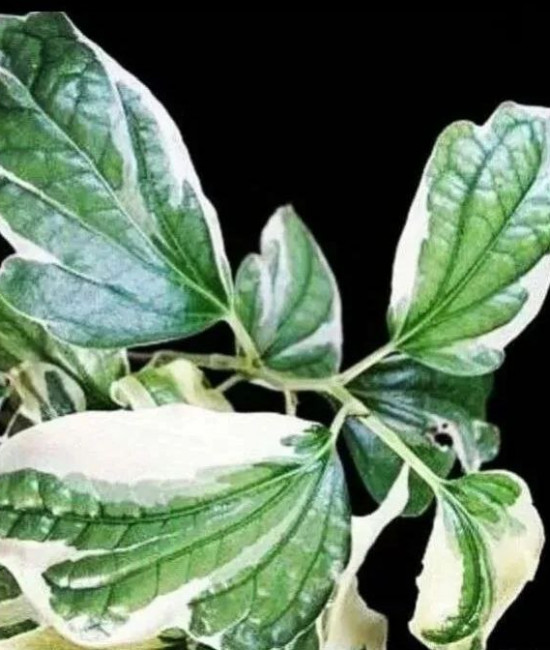 Piper sarmentosum albomarginata