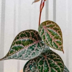 Piper ornatum