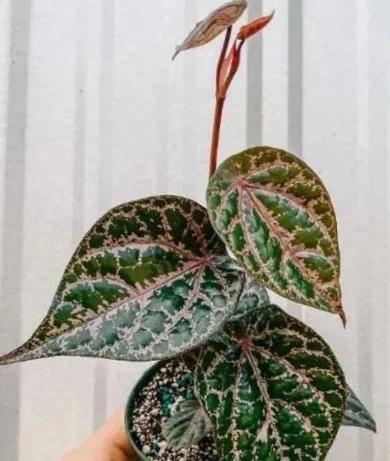 Piper ornatum