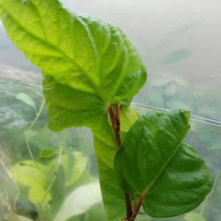 Piper Retrotractum