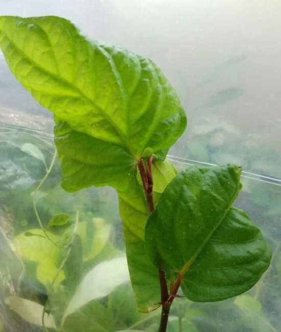Piper Retrotractum