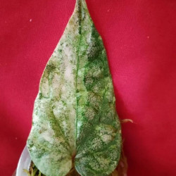 Piper Silvacum variegatum