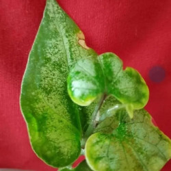 Piper Japan sp. Variegata