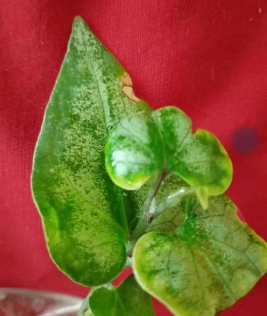 Piper Japan sp. Variegata
