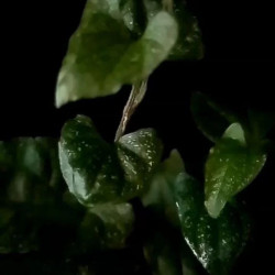 Piper sp. Glitter Bomb