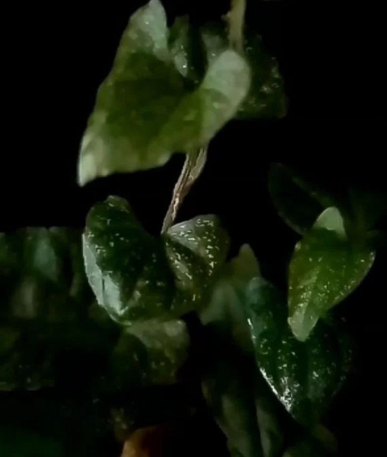 Piper sp. Glitter Bomb