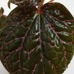 Piper porphyrophyllum
