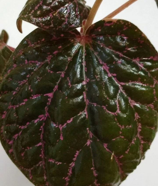 Piper porphyrophyllum
