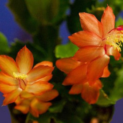 Schlumbergera Dragon Beauty