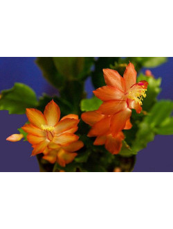 Schlumbergera Dragon Beauty
