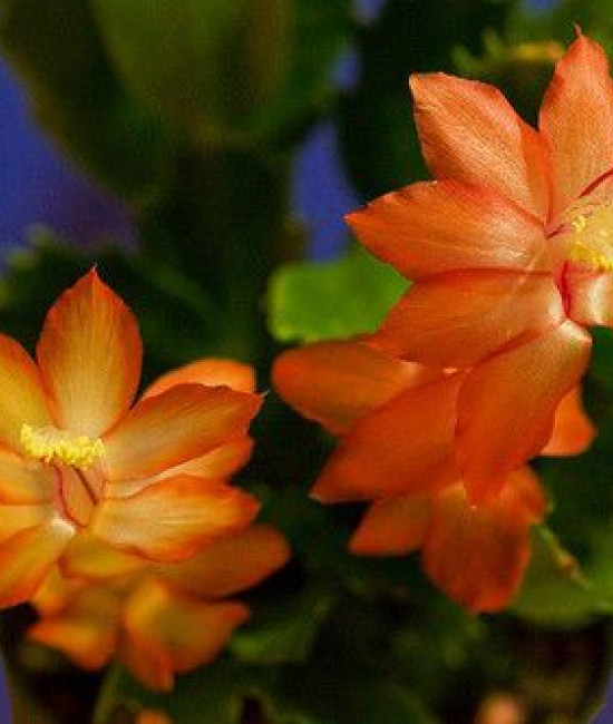 Schlumbergera Dragon Beauty