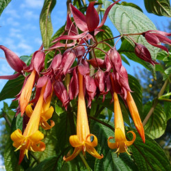 Deppea splendens 