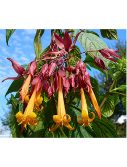 Deppea splendens 