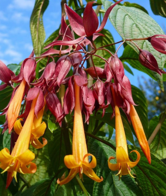 Deppea splendens 