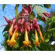 Deppea splendens 
